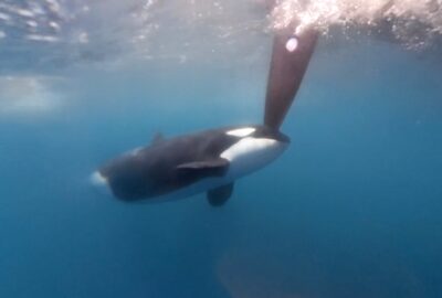 THE OCEAN RACE. ENCUENTRO CON LAS ORCAS: «HA SIDO ATERRADOR»